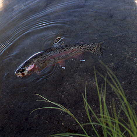 This fish may be a hybrid with rainbow trout since it is more heavily spotted than most goldens. In sunlight, this fish appears as a classic golden trout, however. Note the black border along the pelvic fins and red belly; also notice the size and shape of spotting, especially to the posterior. Habitat also influences spotting numbers and pattern in trout. We were not interested in damaging this fish to be sure of it's genetics. This photo appears on the website because of its quality. pond construction by Biologists