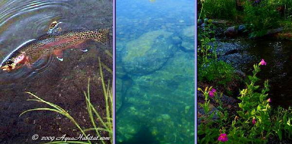 Natural Ponds and natural fish ponds design by Biologists